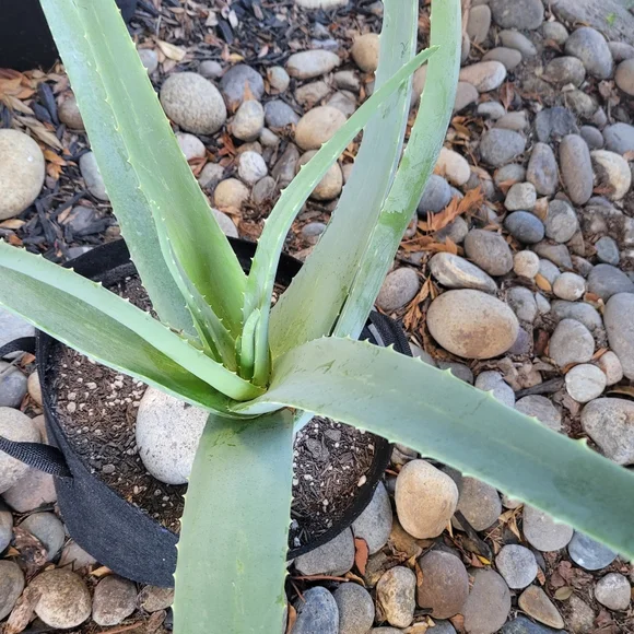 Aloe Vera Starter Plant Outdoor Indoor Home Grown Nature's Miracle Healing Gel - Picture 12 of 13
